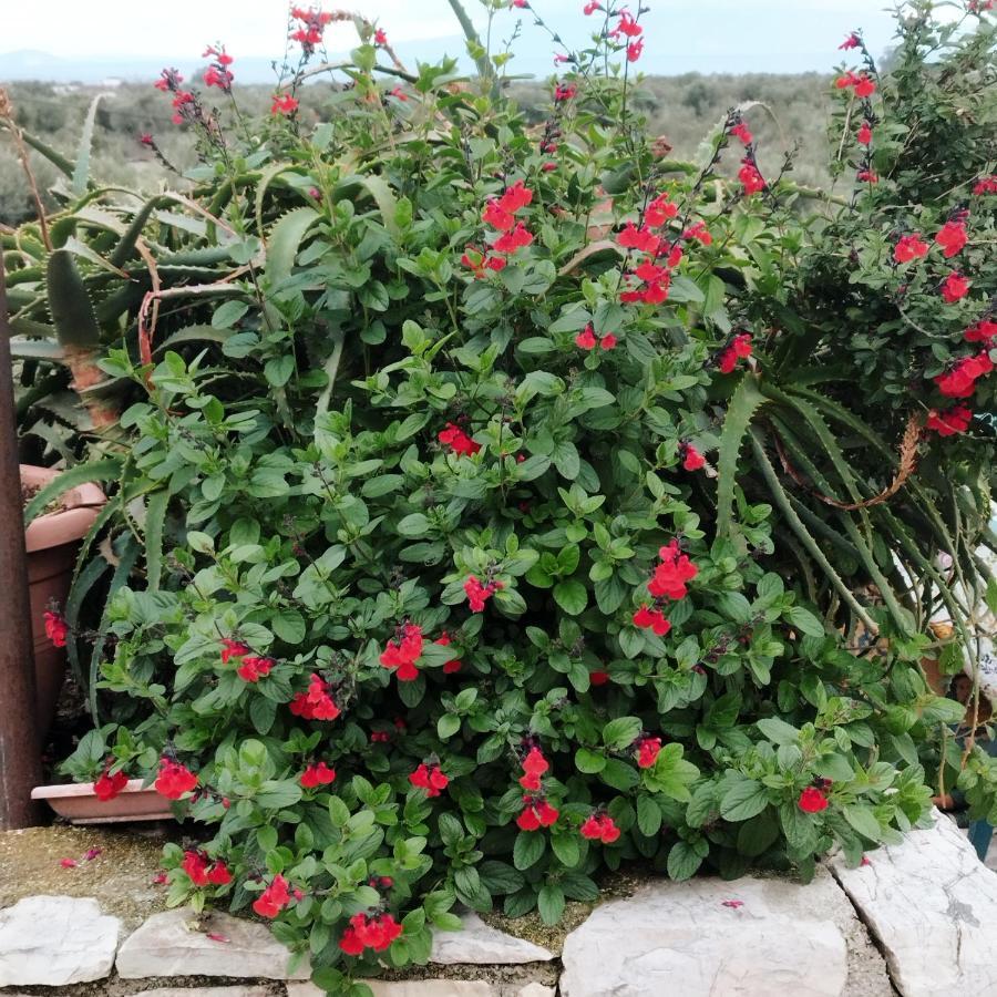 Farmhouse צ'פרו מראה חיצוני תמונה